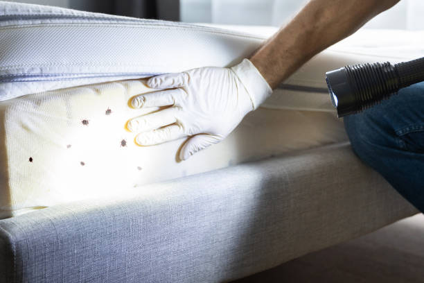 Best Pest Control Near Me in California, MD